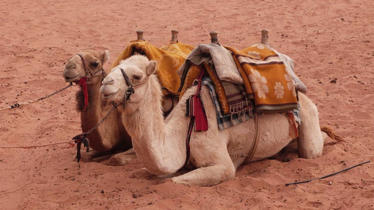 Camels in Petra, Jordan