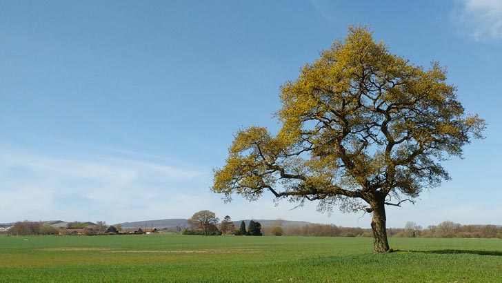 An oak tree in West Sussex